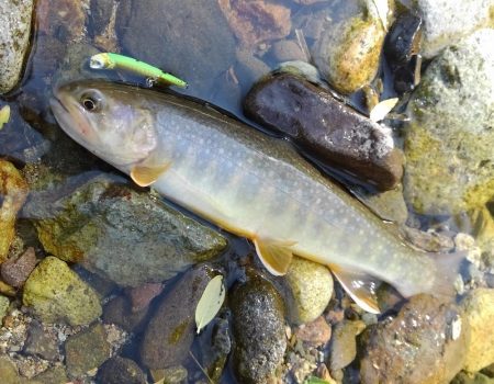 フライ名人とイワナ釣り